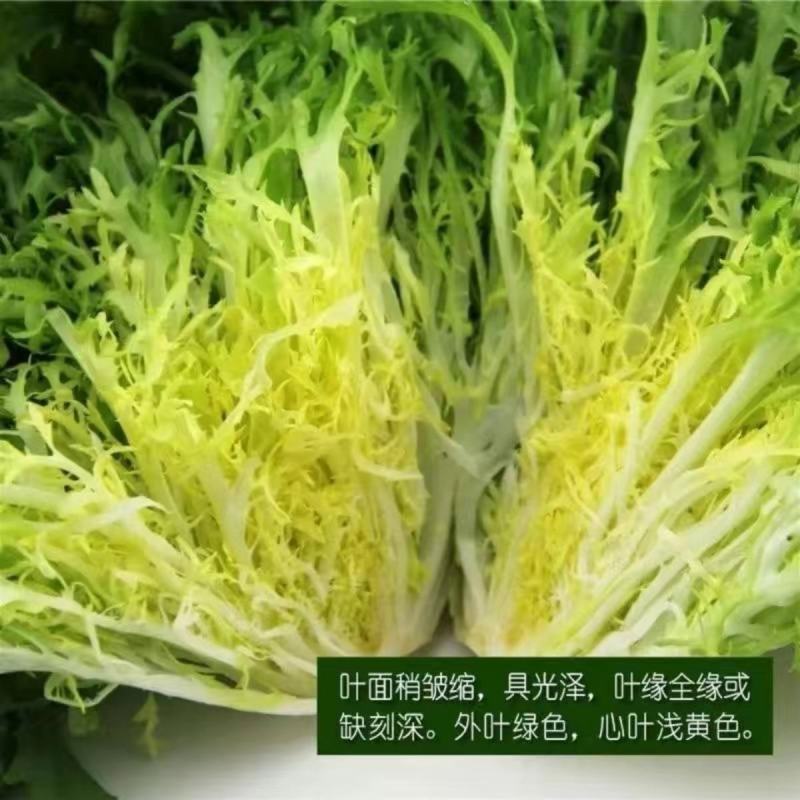 黄心细叶苦菊种子小叶碎叶苦苣种籽花叶四季庭院大田用种