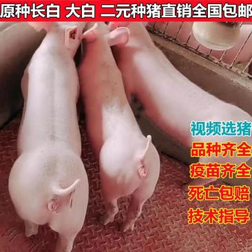全国包邮原种长白大白二元太湖苏太杜洛克种猪