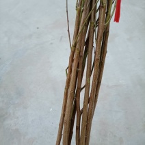 蟠桃苗