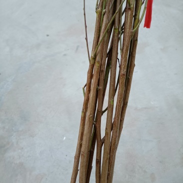 蟠桃苗