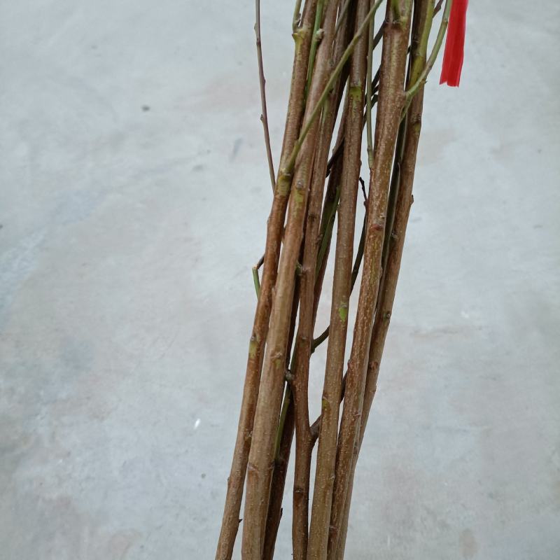 蟠桃苗