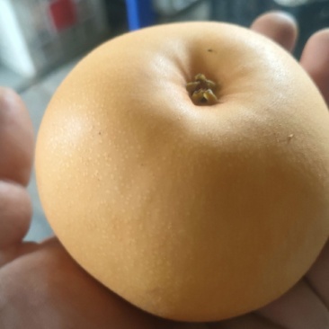 秋月梨原树品种