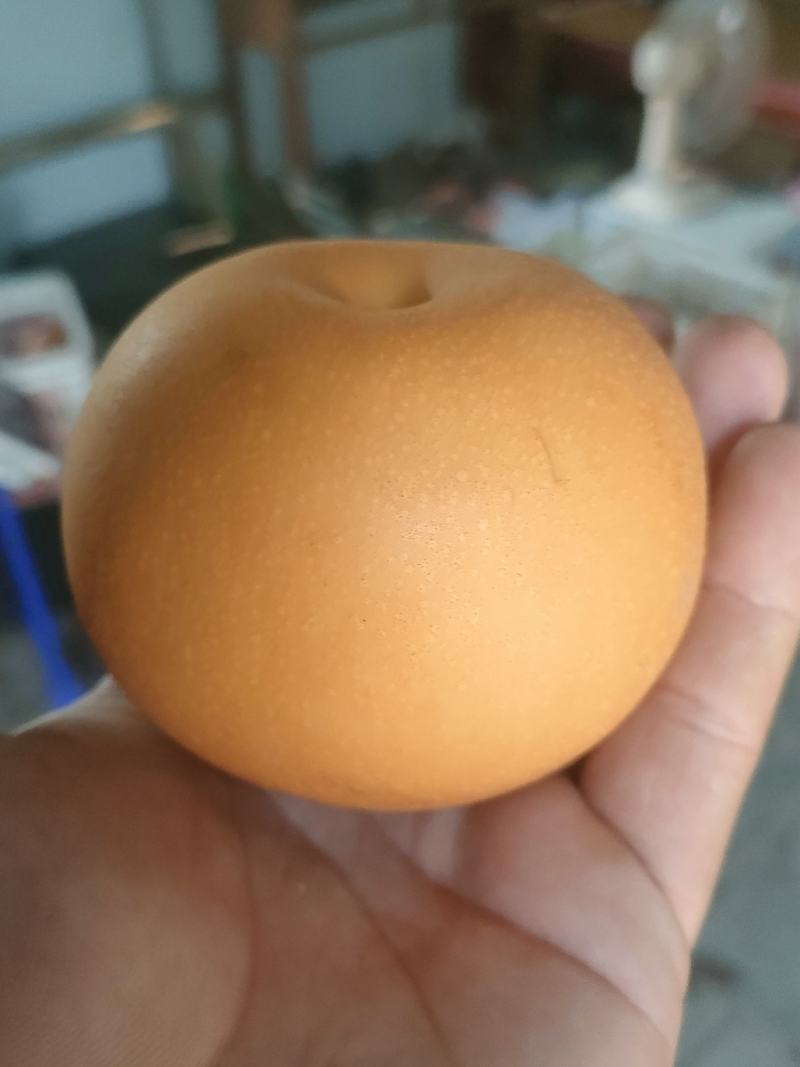 秋月梨原树品种