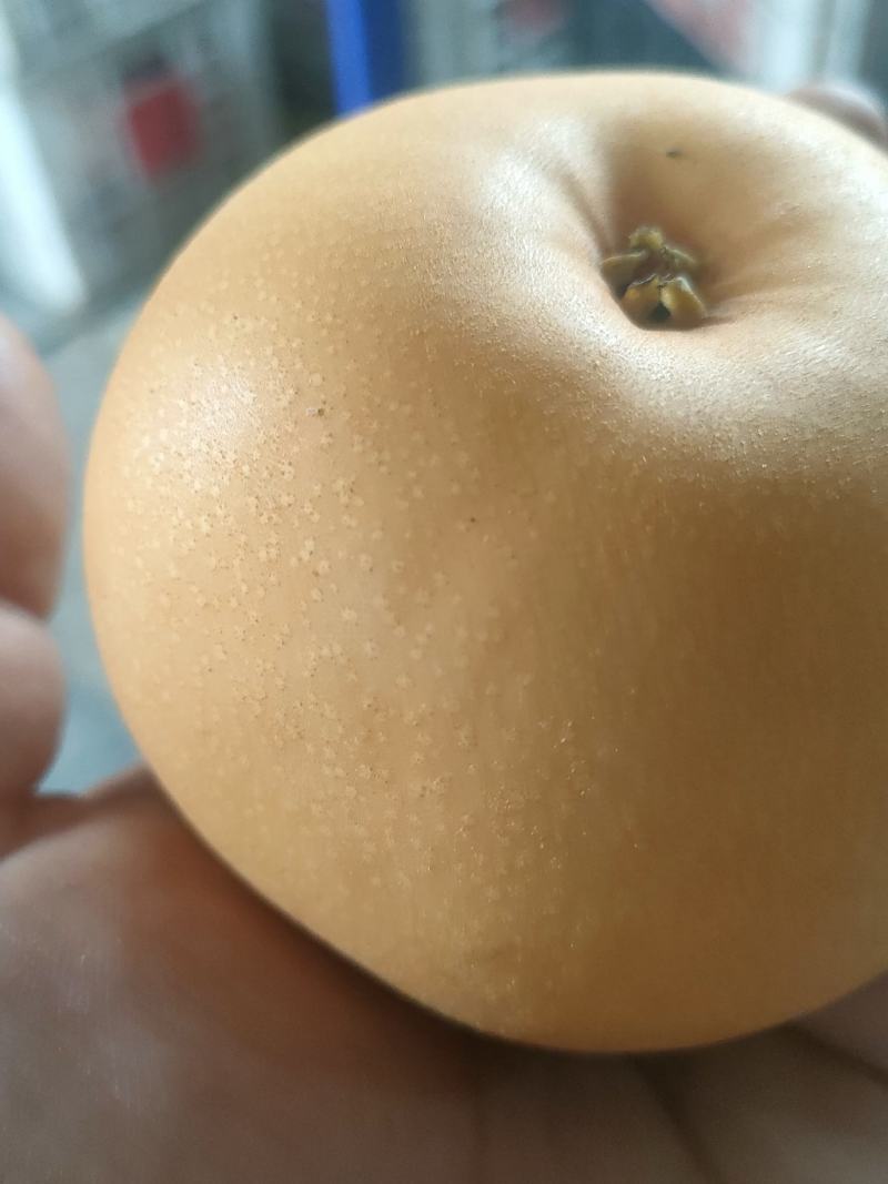 秋月梨原树品种