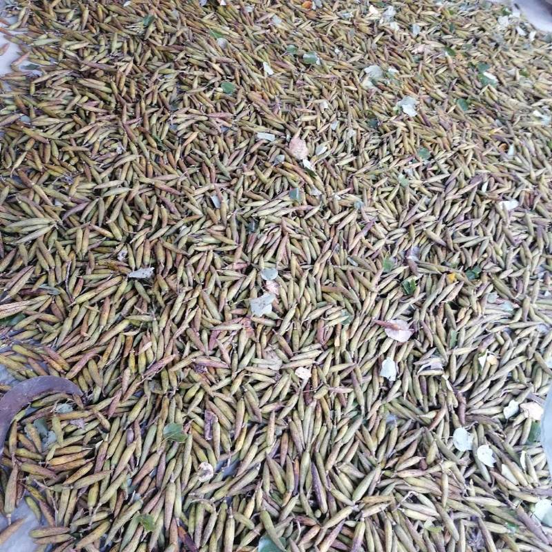 马褂木