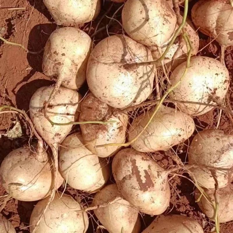 四川凉山冕宁黄泥地瓜（凉薯）脆甜可口，柔嫩多汁