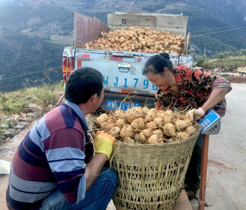 四川凉山冕宁黄泥地瓜（凉薯）脆甜可口，柔嫩多汁