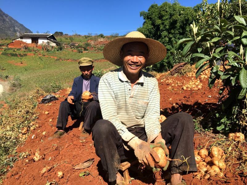 四川凉山冕宁黄泥地瓜（凉薯）脆甜可口，柔嫩多汁