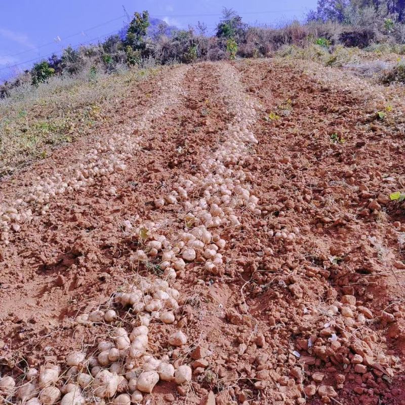 四川凉山冕宁黄泥地瓜（凉薯）脆甜可口，柔嫩多汁