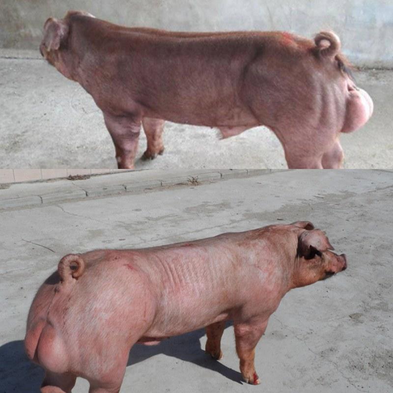 纯原种苏太母猪原种太湖母猪长白大白二元种猪