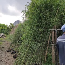 纯青皮竹绿油油，亲近大自然，让城市形成一道美丽景色