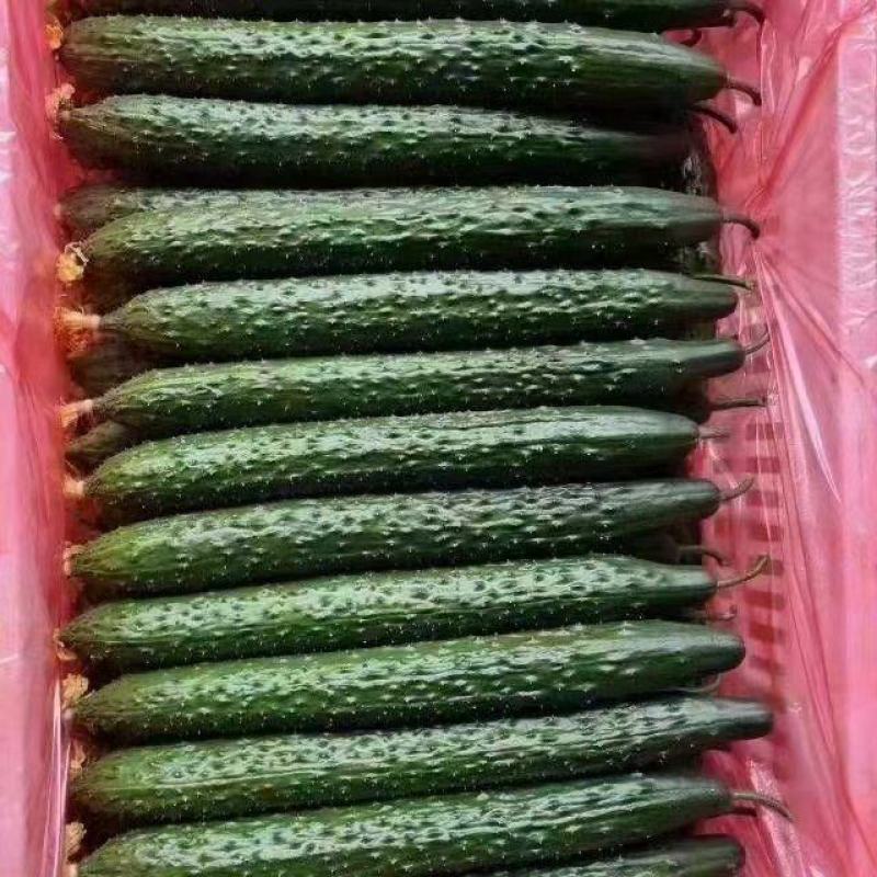 精品黄瓜色泽翠绿，瓜条直，刺密无公害绿色蔬菜，口感鲜嫩
