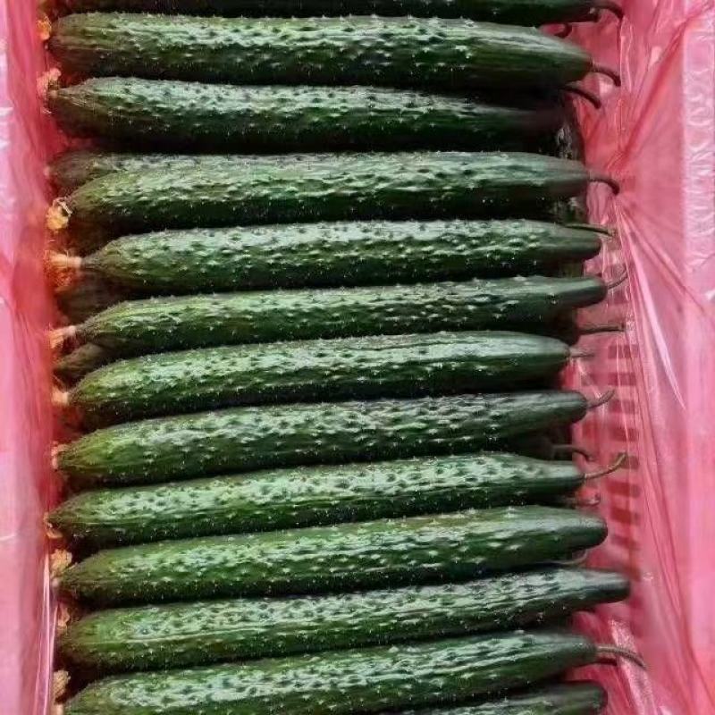 精品黄瓜色泽翠绿，瓜条直，刺密无公害绿色蔬菜，口感鲜嫩