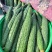 精品黄瓜色泽翠绿，瓜条直，刺密无公害绿色蔬菜，口感鲜嫩