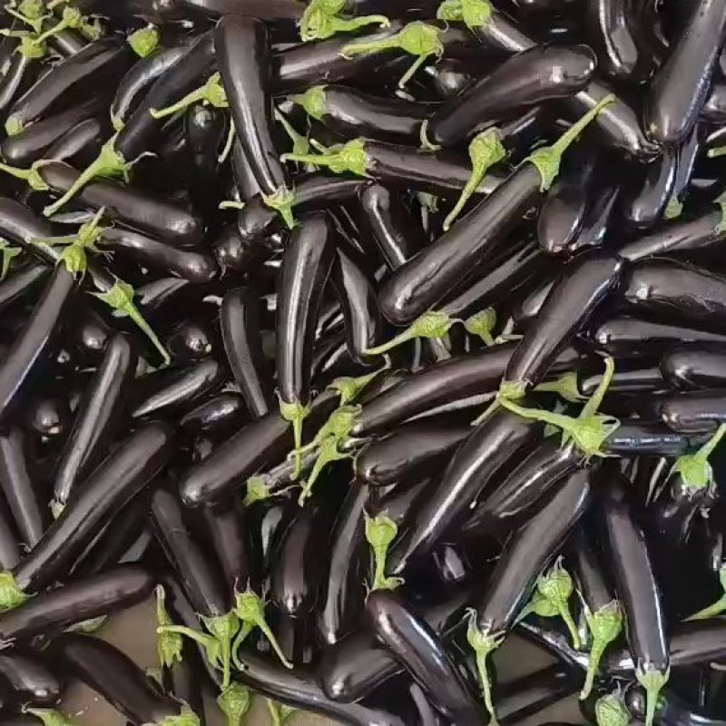山东茄子，寿光茄子，新茬绿把长茄大量上市品质保证