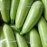 西葫芦，精品西葫芦，大量上市，需要的老板，急速联系