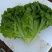 精品散叶生菜，色泽靓形状好，单棵重8两左右无虫，无烧心。
