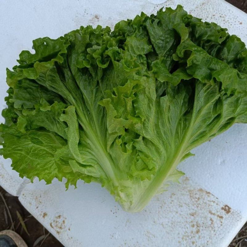 精品散叶生菜，色泽靓形状好，单棵重8两左右无虫，无烧心。