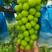 河北维多利亚葡萄，品质特别好，适合批发电商