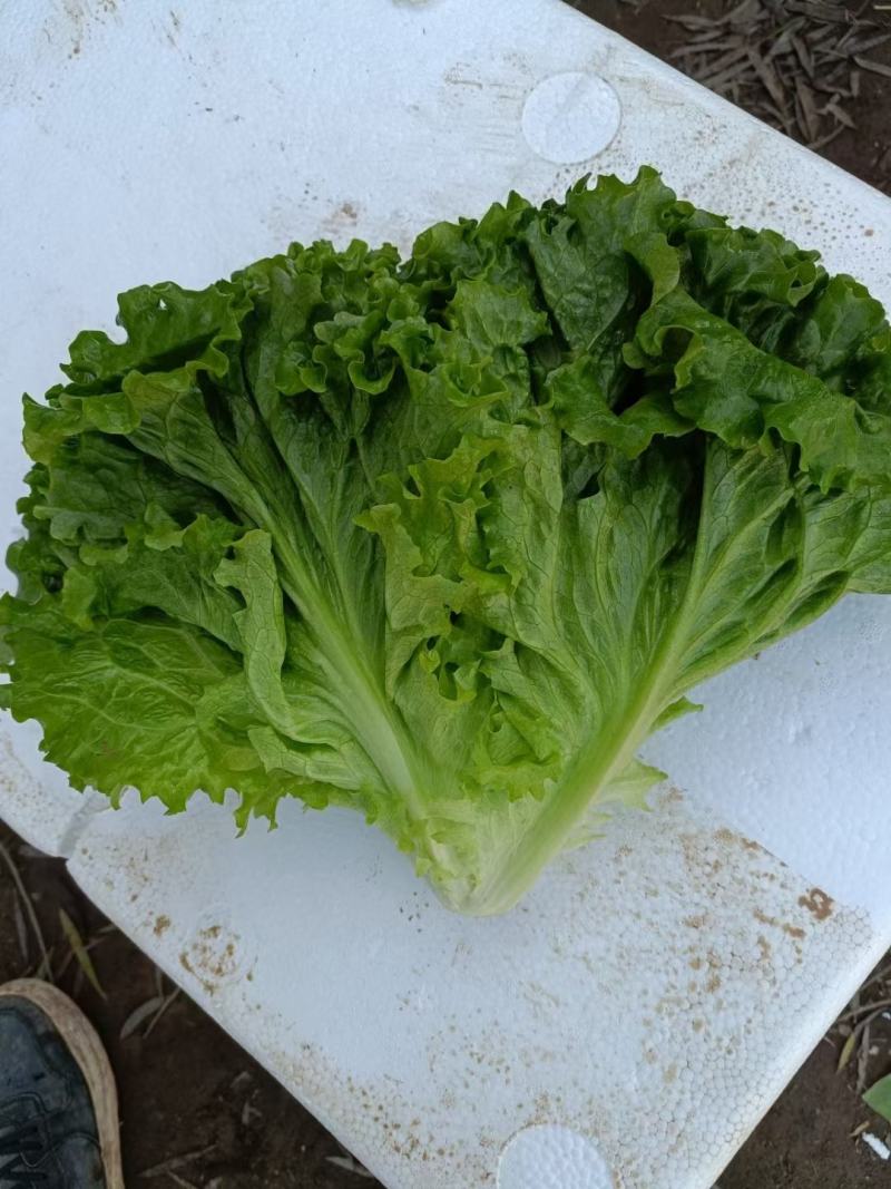 精品散叶生菜，色泽靓形状好，单棵重8两左右无虫，无烧心。