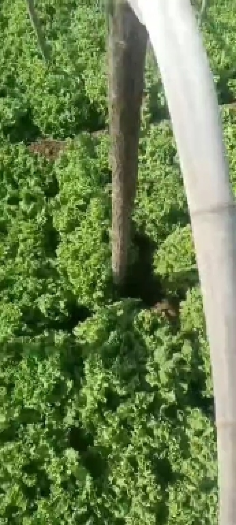 精品散叶生菜，色泽靓形状好，单棵重8两左右无虫，无烧心。