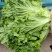 精品散叶生菜，色泽靓形状好，单棵重8两左右无虫，无烧心。