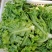 精品散叶生菜，色泽靓形状好，单棵重8两左右无虫，无烧心。