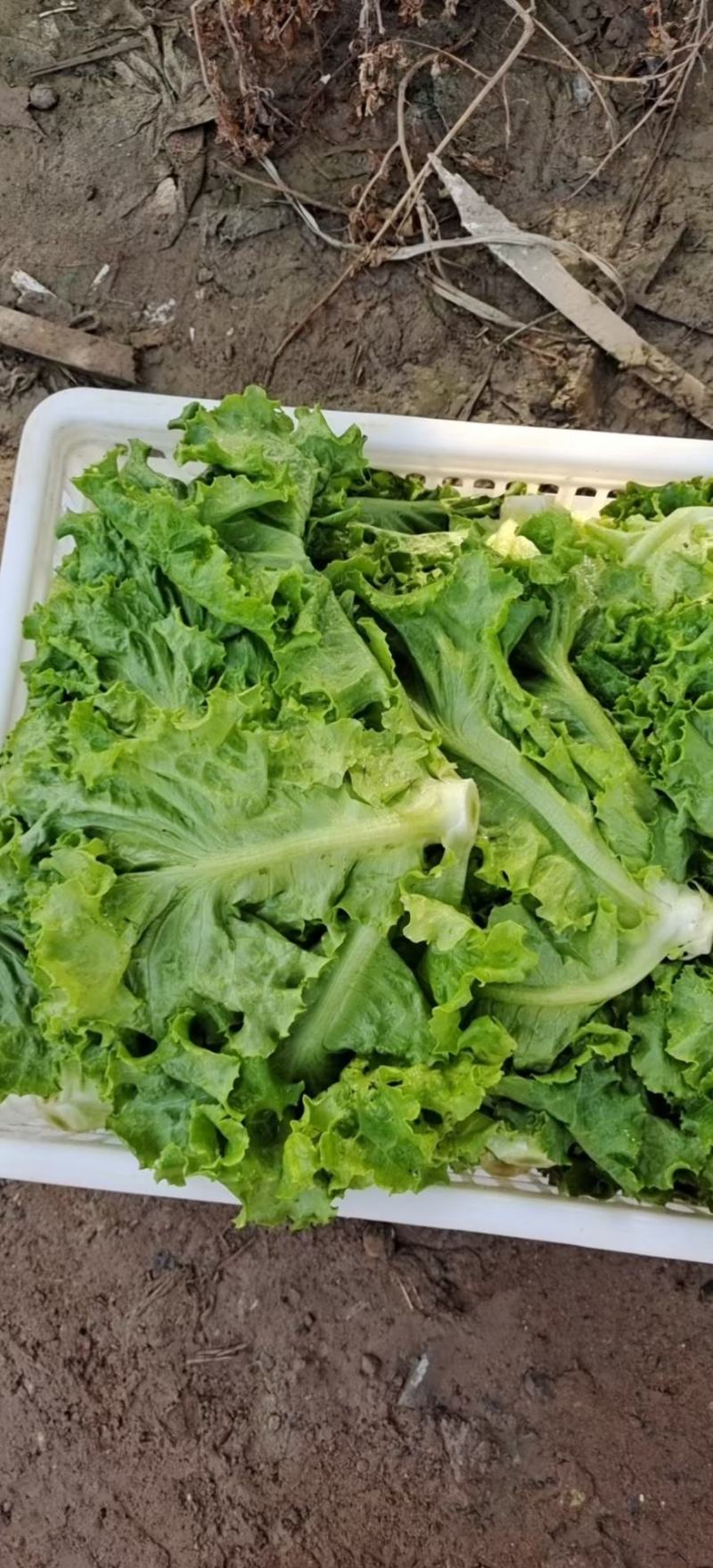 精品散叶生菜，色泽靓形状好，单棵重8两左右无虫，无烧心。