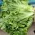 精品散叶生菜，色泽靓形状好，单棵重8两左右无虫，无烧心。