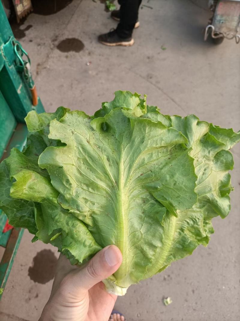 精品散叶生菜，色泽靓形状好，单棵重8两左右无虫，无烧心。