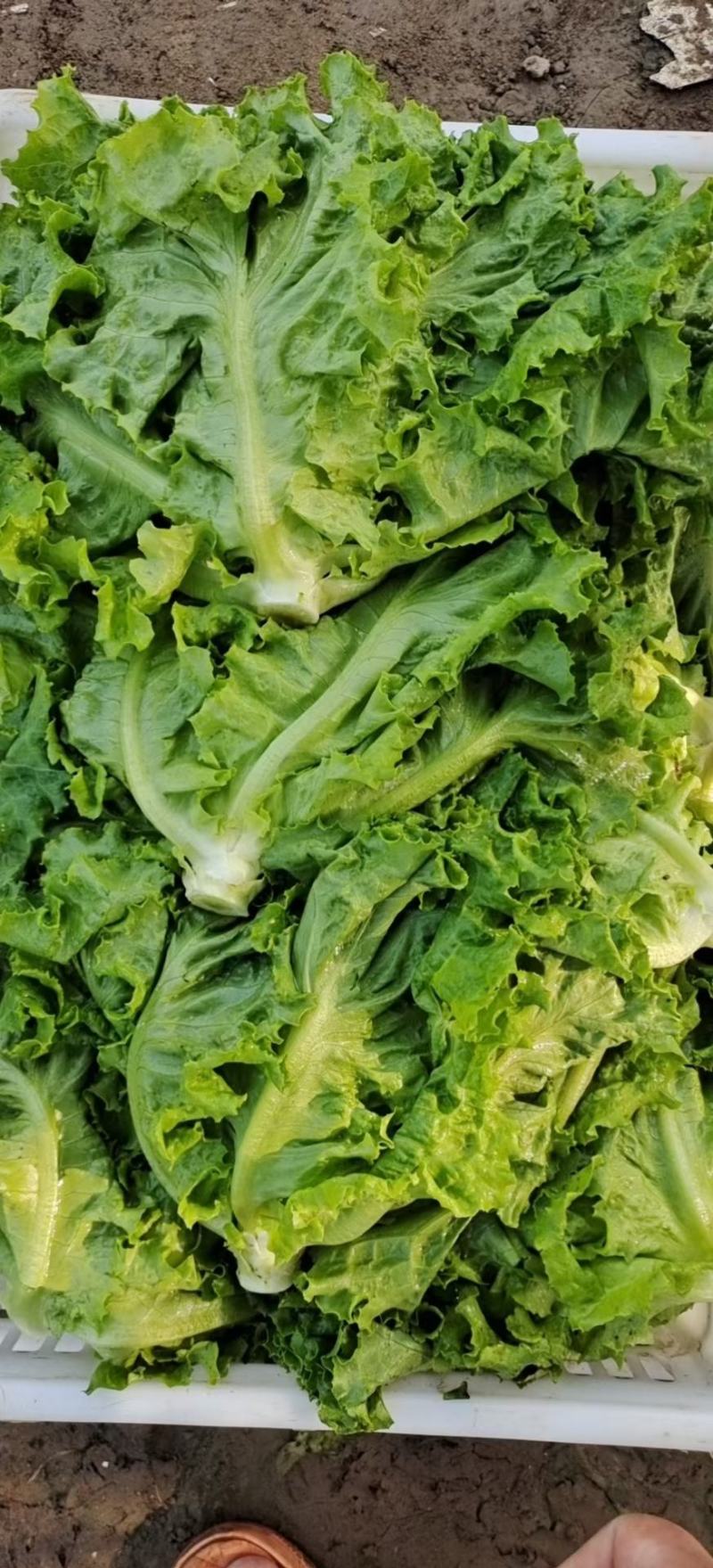 精品散叶生菜，色泽靓形状好，单棵重8两左右无虫，无烧心。