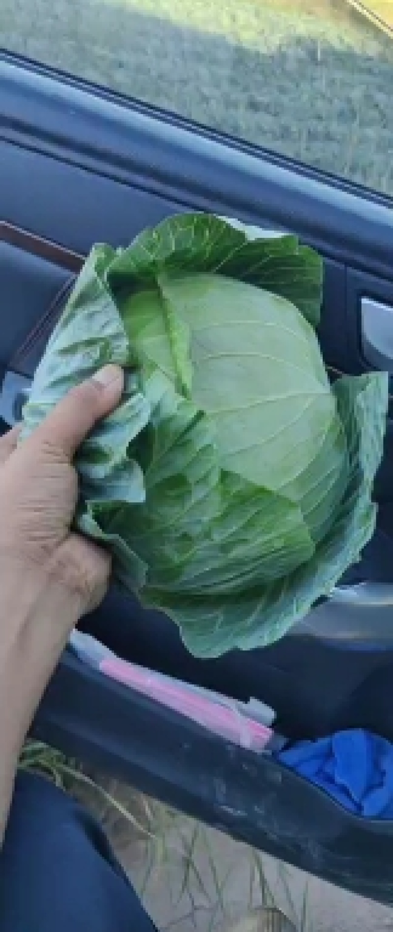 扁包菜，奥奇娜，京丰一号，大量有货，欢迎下单