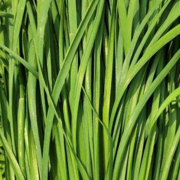 精品大叶韭菜