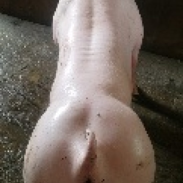 育种级英系大约克公猪