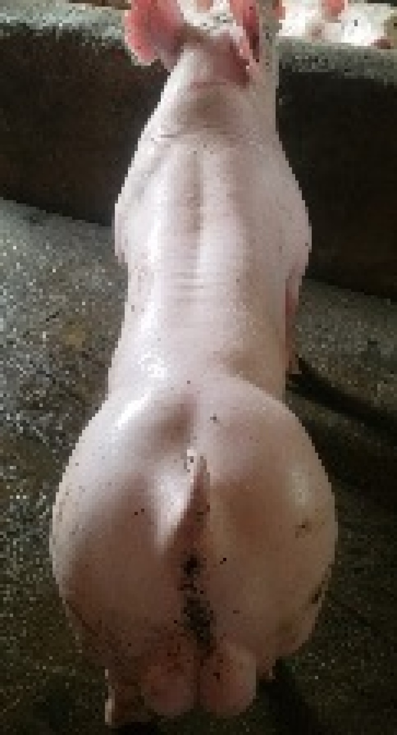 育种级英系大约克公猪