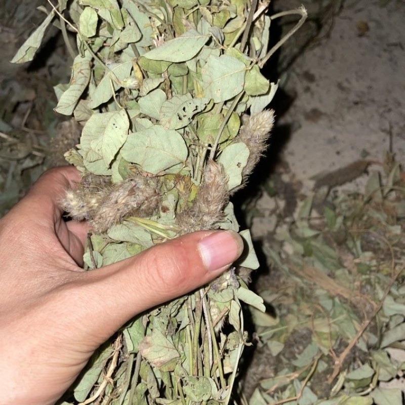 狸尾草来自广西的狸尾草干货