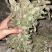 狸尾草来自广西的狸尾草干货