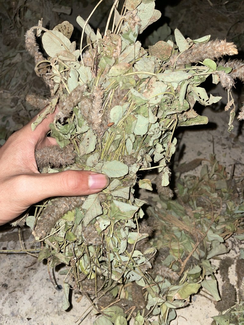 狸尾草来自广西的狸尾草干货