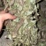 狸尾草来自广西的狸尾草干货