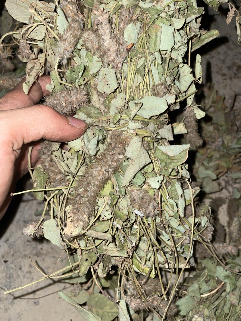 狸尾草来自广西的狸尾草干货