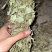 狸尾草来自广西的狸尾草干货