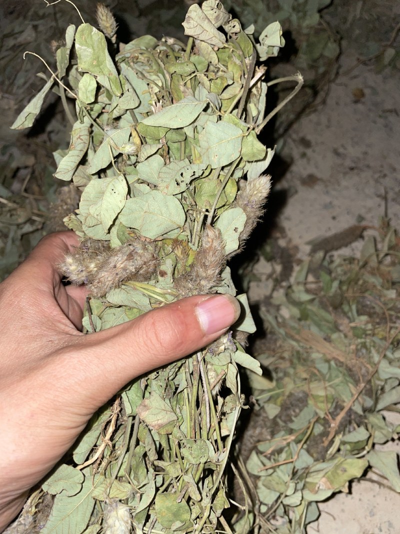 狸尾草来自广西的狸尾草干货