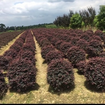 红继木球，石楠球，石楠柱，海桐球，50一2米冠幅大量出售