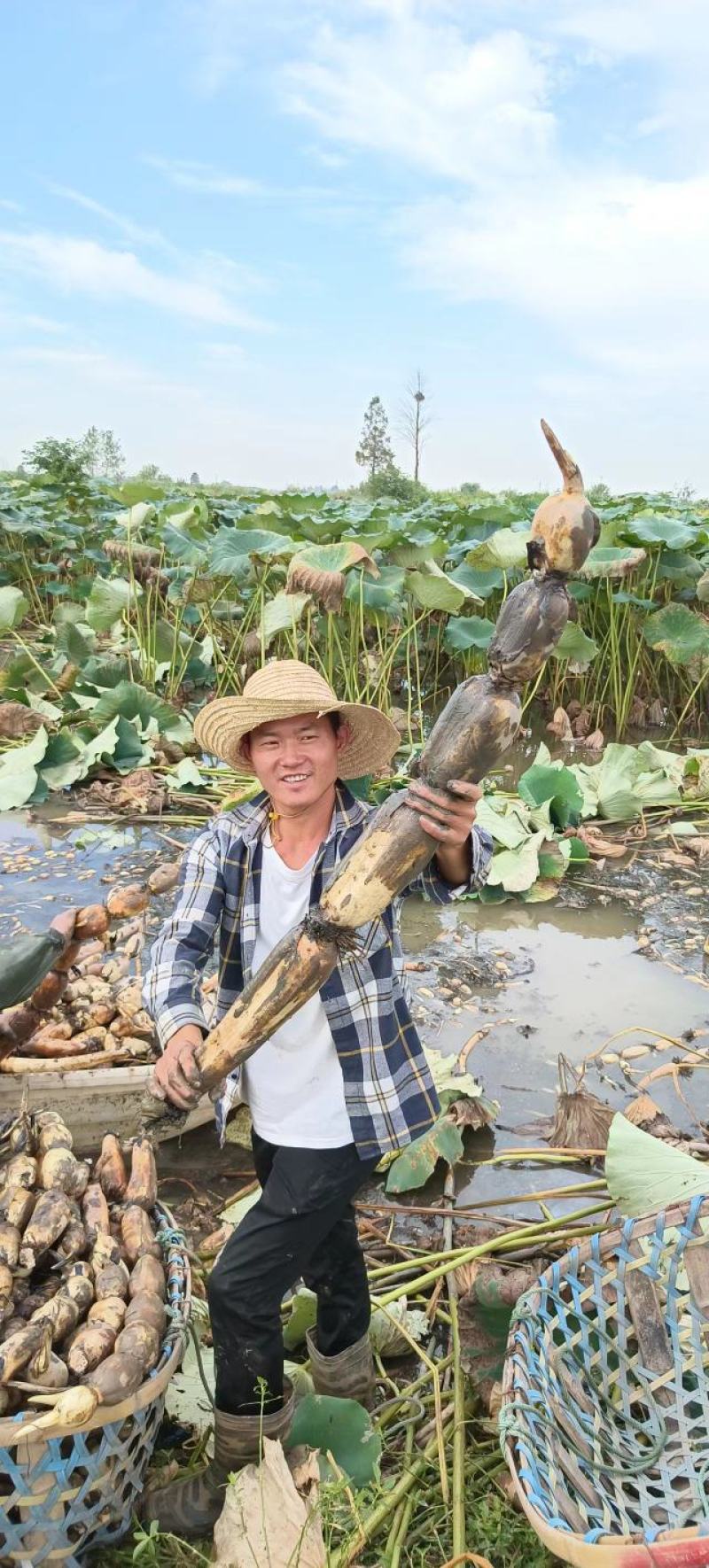 洪湖莲藕洪湖粉藕新鲜莲藕果大皮白炖汤特别粉