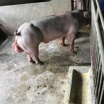 育种级新美系杜洛克公猪