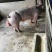 育种级新美系杜洛克公猪