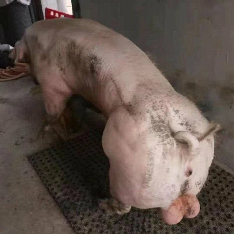 育种级比利时长白公猪