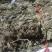 狸尾草来自广西的狸尾草干货