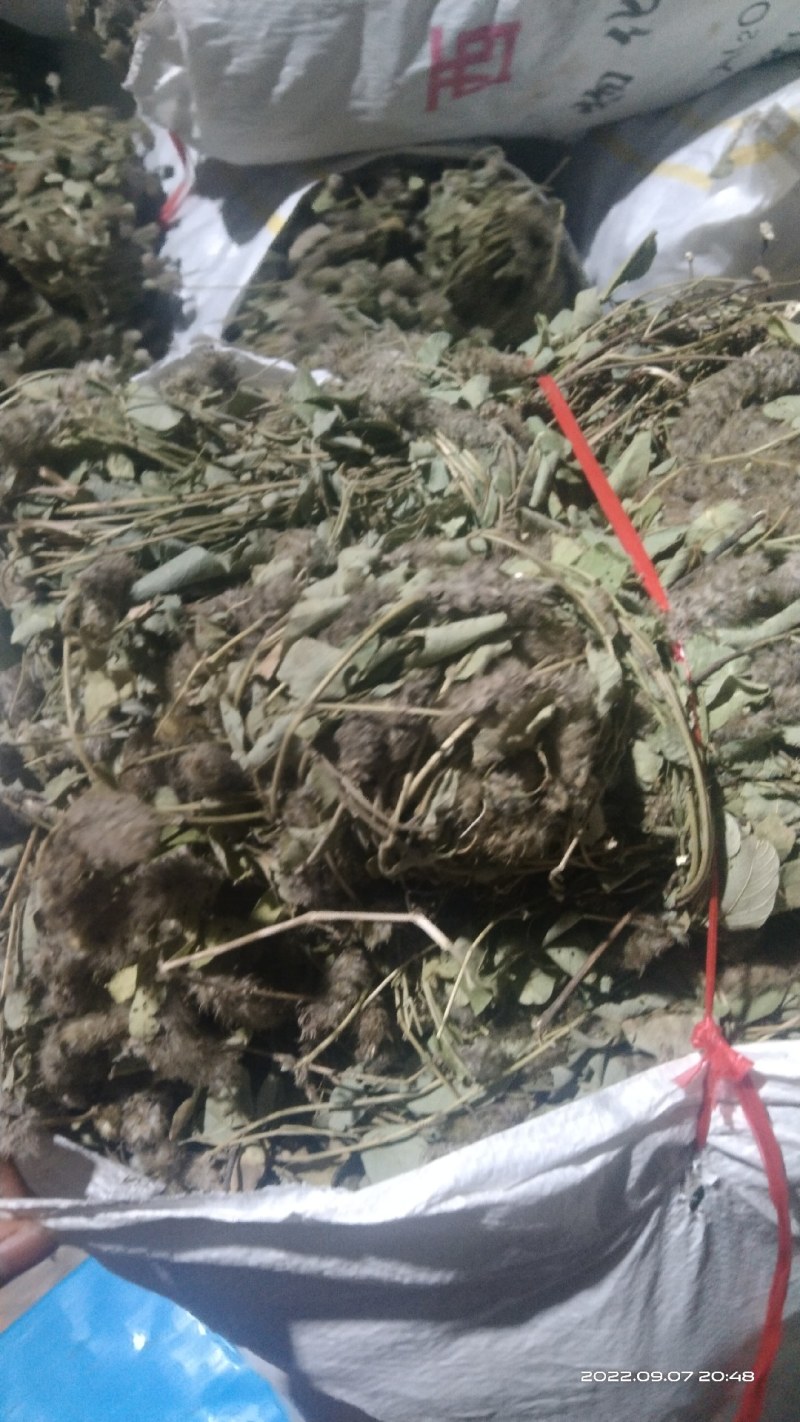 狸尾草来自广西的狸尾草干货