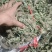 狸尾草来自广西的狸尾草干货